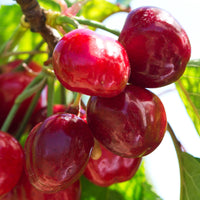 Dwarf cherry Prunus avium 'Regina' Green-Red-White - Bio - Hardy plant