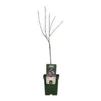 Plum tree Prunus domestica 'Hauszwetsche' White-Blue-Green - Bio - Hardy plant