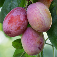 Plum tree Prunus domestica 'Opal' Green-Blue - Bio - Hardy plant