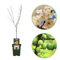 Plum tree Prunus domestica 'Reine-claude Vert' - Bio - Hardy plant