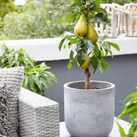 Pear tree Pyrus 'Bonne Louise dAvran' - Organic - Hardy plant