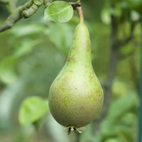 Pear tree Pyrus 'Conference' - Organic - Hardy plant