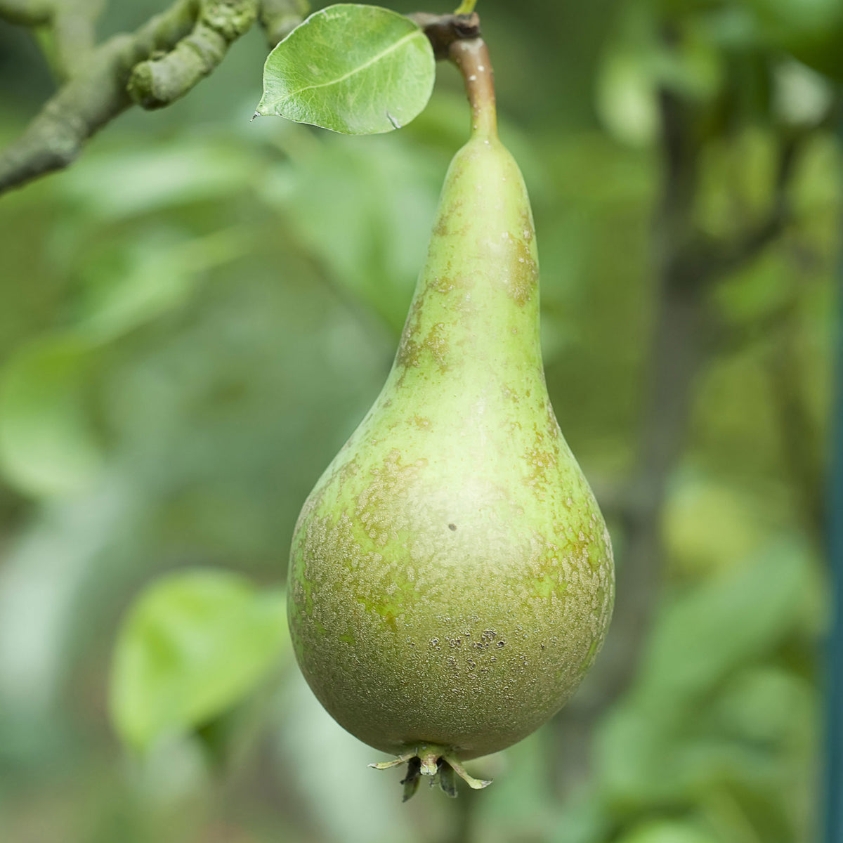 Pear tree Pyrus 'Conference' - Organic - Hardy plant