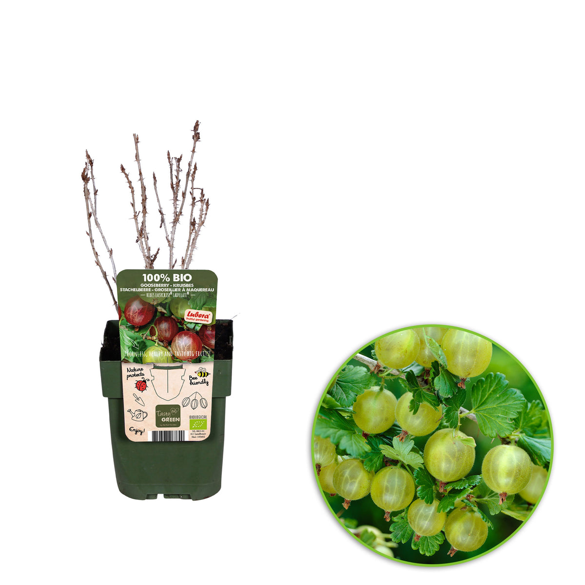Gooseberry Ribes 'Lady Sun' Yellow-White - Bio