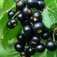 Blackberry Ribes 'Little Black Sugar' Black - Bio