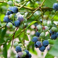 Blueberry Vaccinium 'Little Blue Wonder' blue - Bio