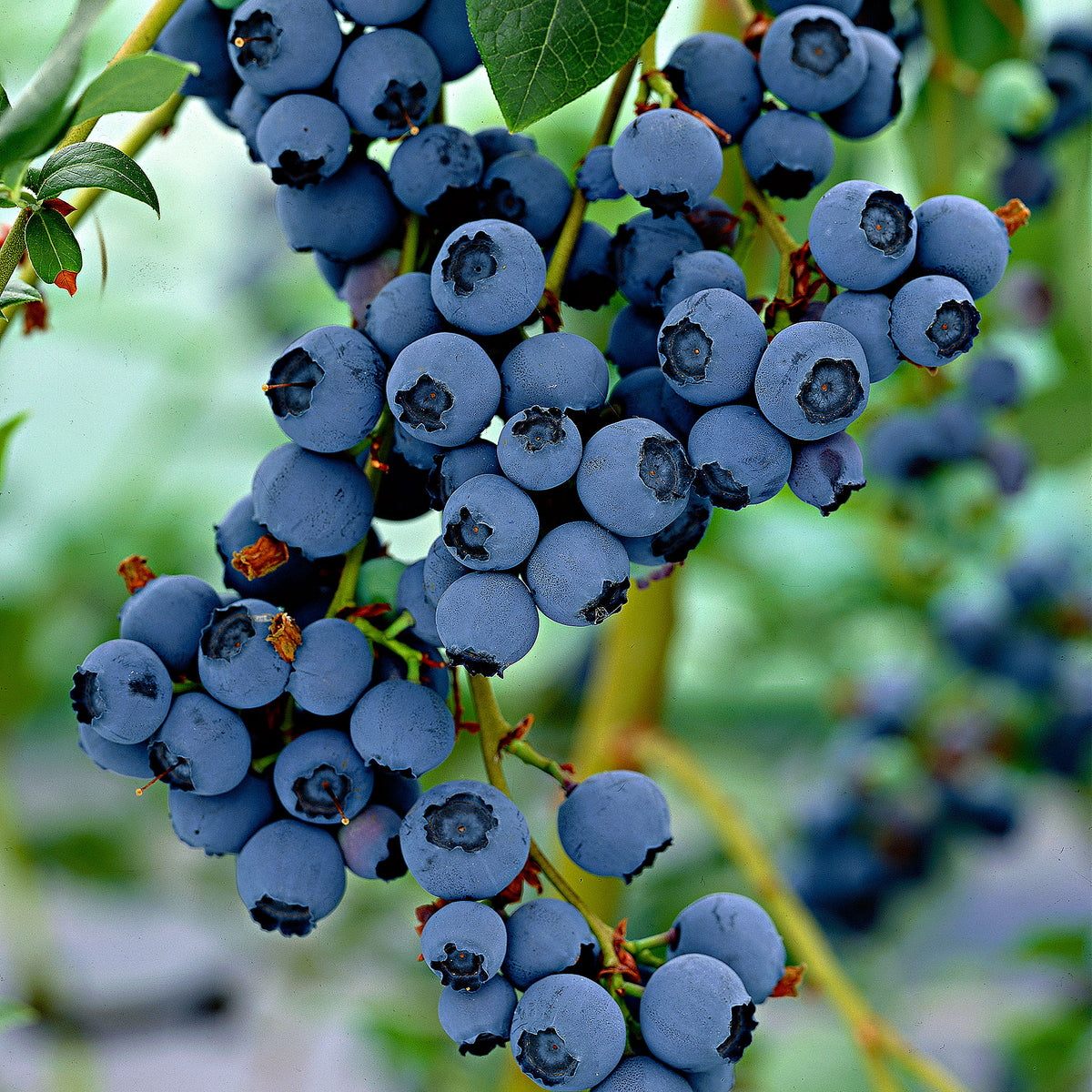 Blueberry Vaccinium 'Little Blue Wonder' blue - Bio