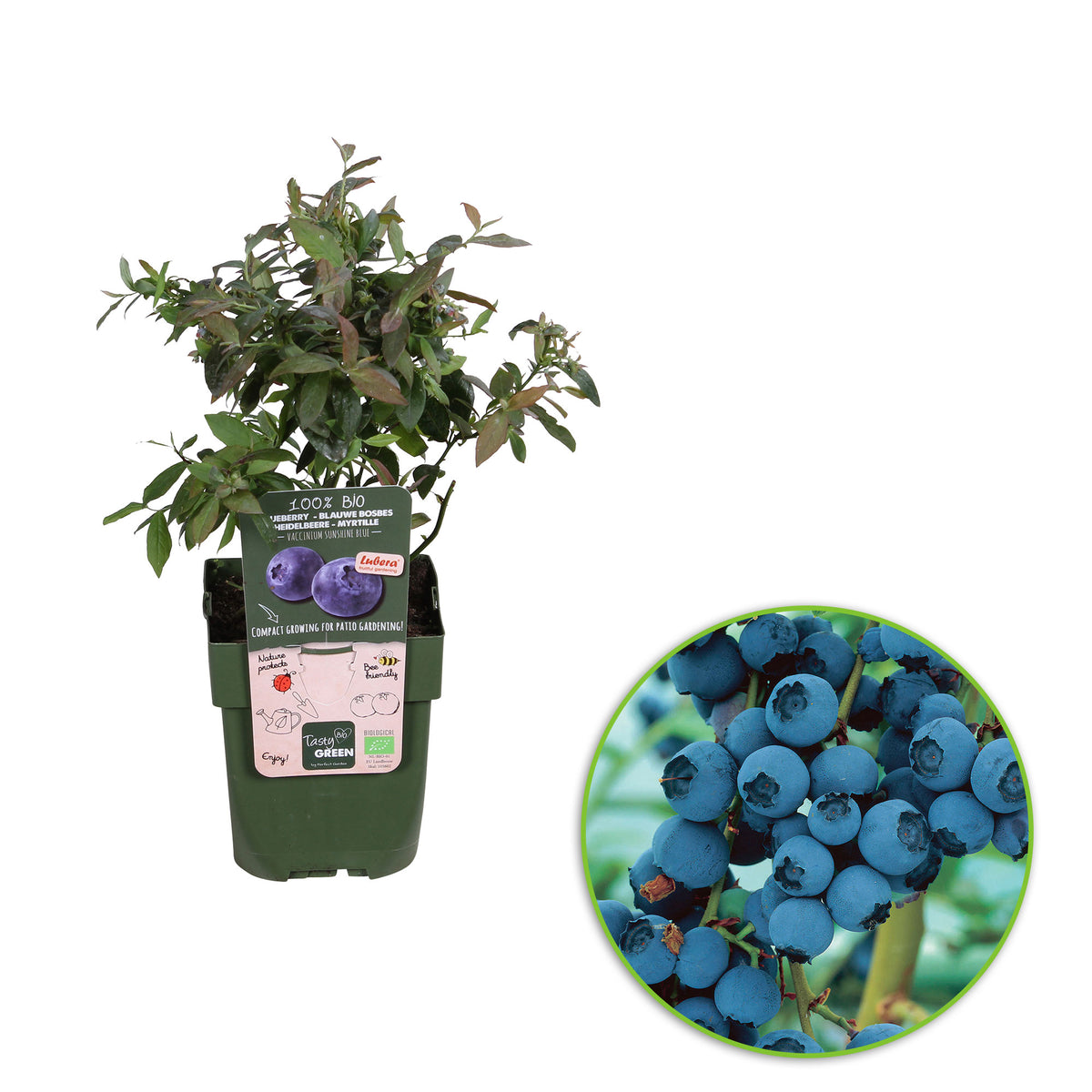 Blueberry Vaccinium 'Little Blue Wonder' blue - Bio