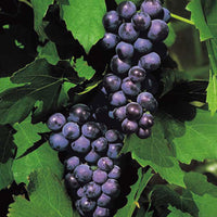 Grape Vitis 'Boskoop Glory' Blue - Bio