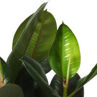 Rubber plant Ficus elastica 'Robusta'