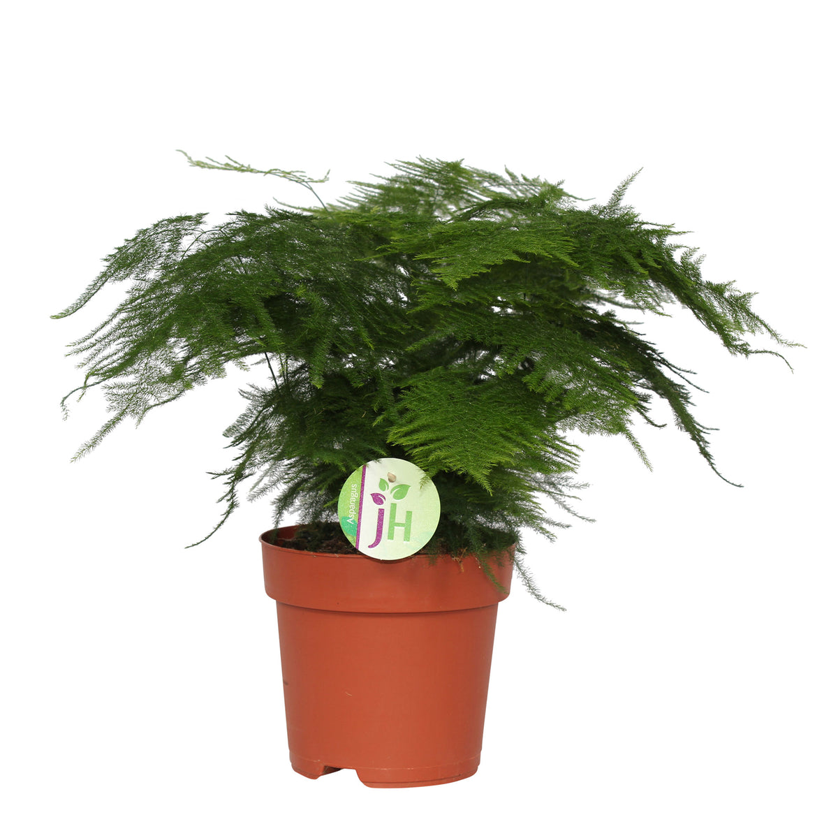 Asparagus Fern Asparagus