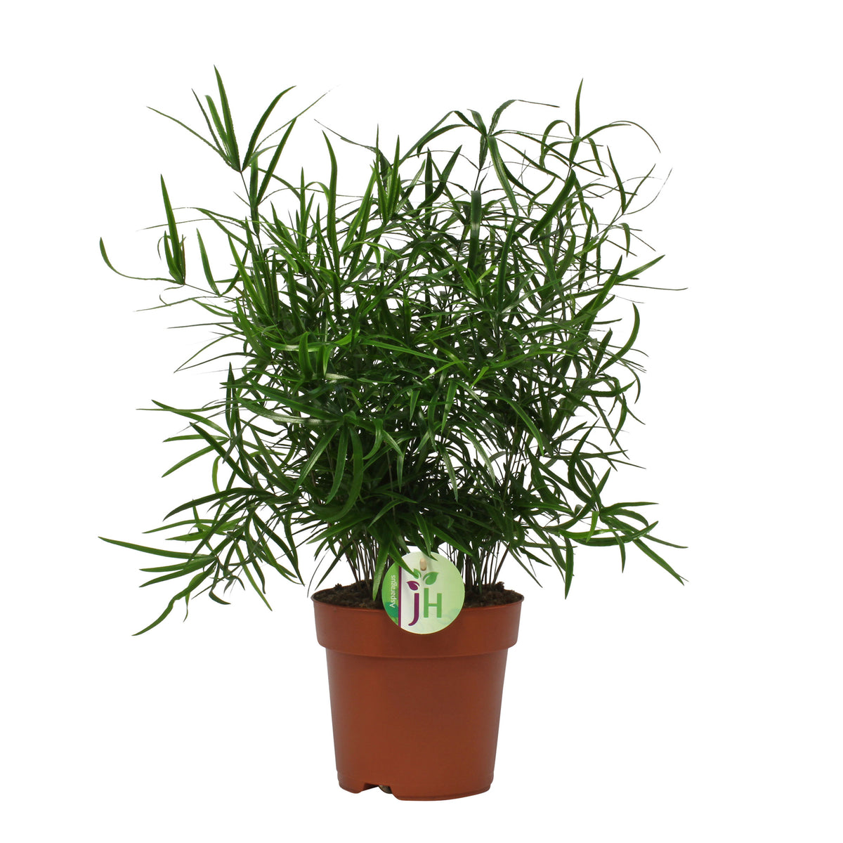 Asparagus Fern Asparagus falcatus
