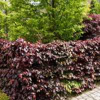 Beech hedge Fagus sylvatica ‘Atropurpurea’ red - Hardy plant