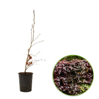 Beech hedge Fagus sylvatica ‘Atropurpurea’ red - Hardy plant