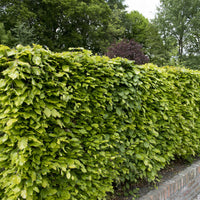 Beech hedge Fagus sylvatica Green - Hardy plant
