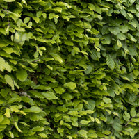 Beech hedge Fagus sylvatica Green - Hardy plant