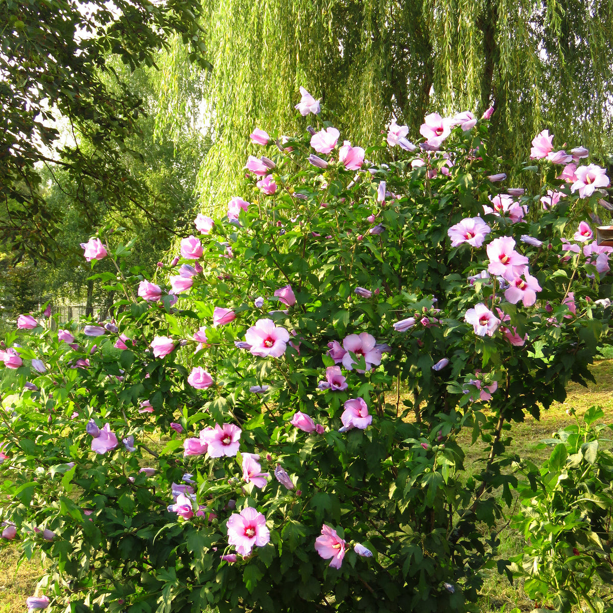 Hibiscus syriacus Pink-Purple - Hardy plant