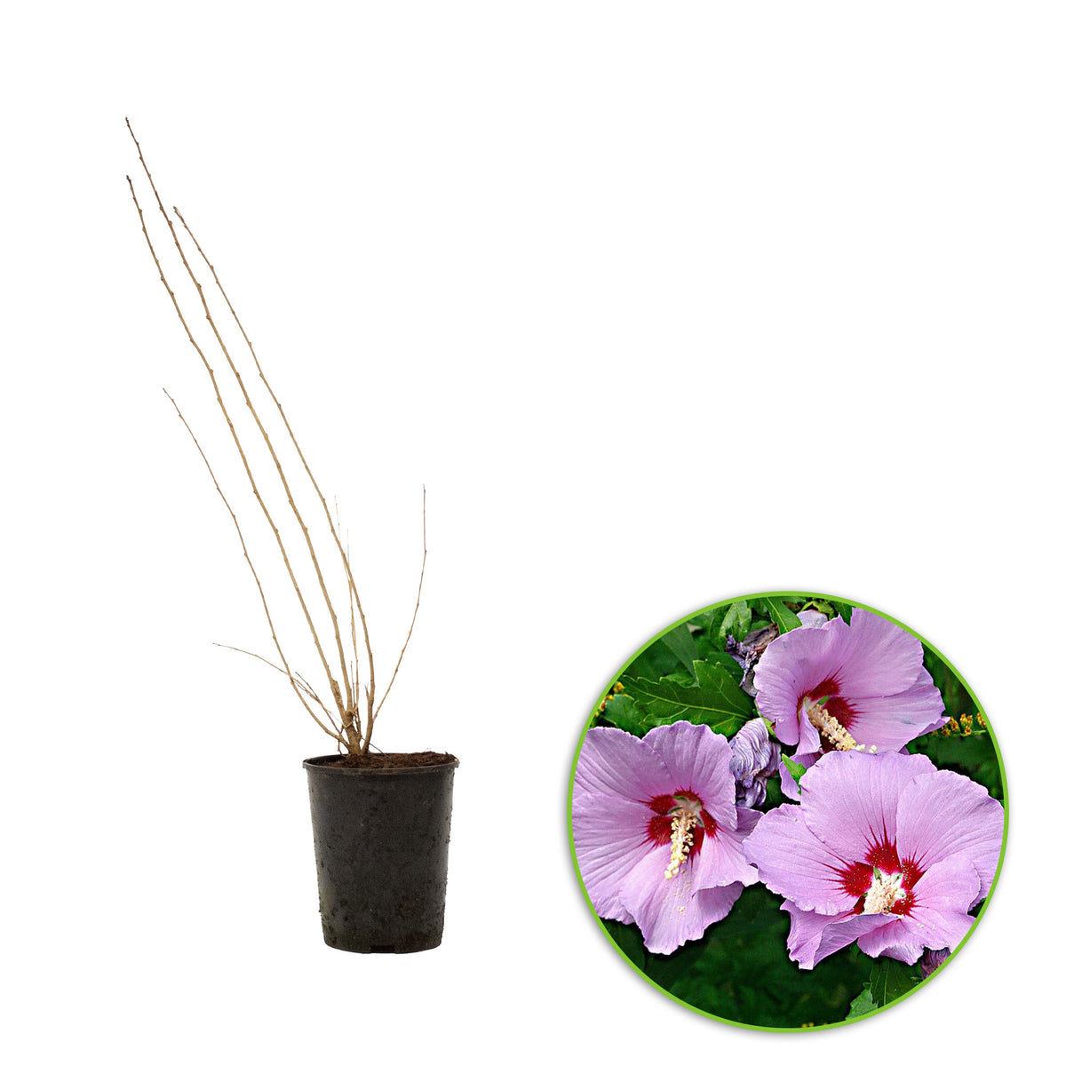 Hibiscus syriacus Pink-Purple - Hardy plant