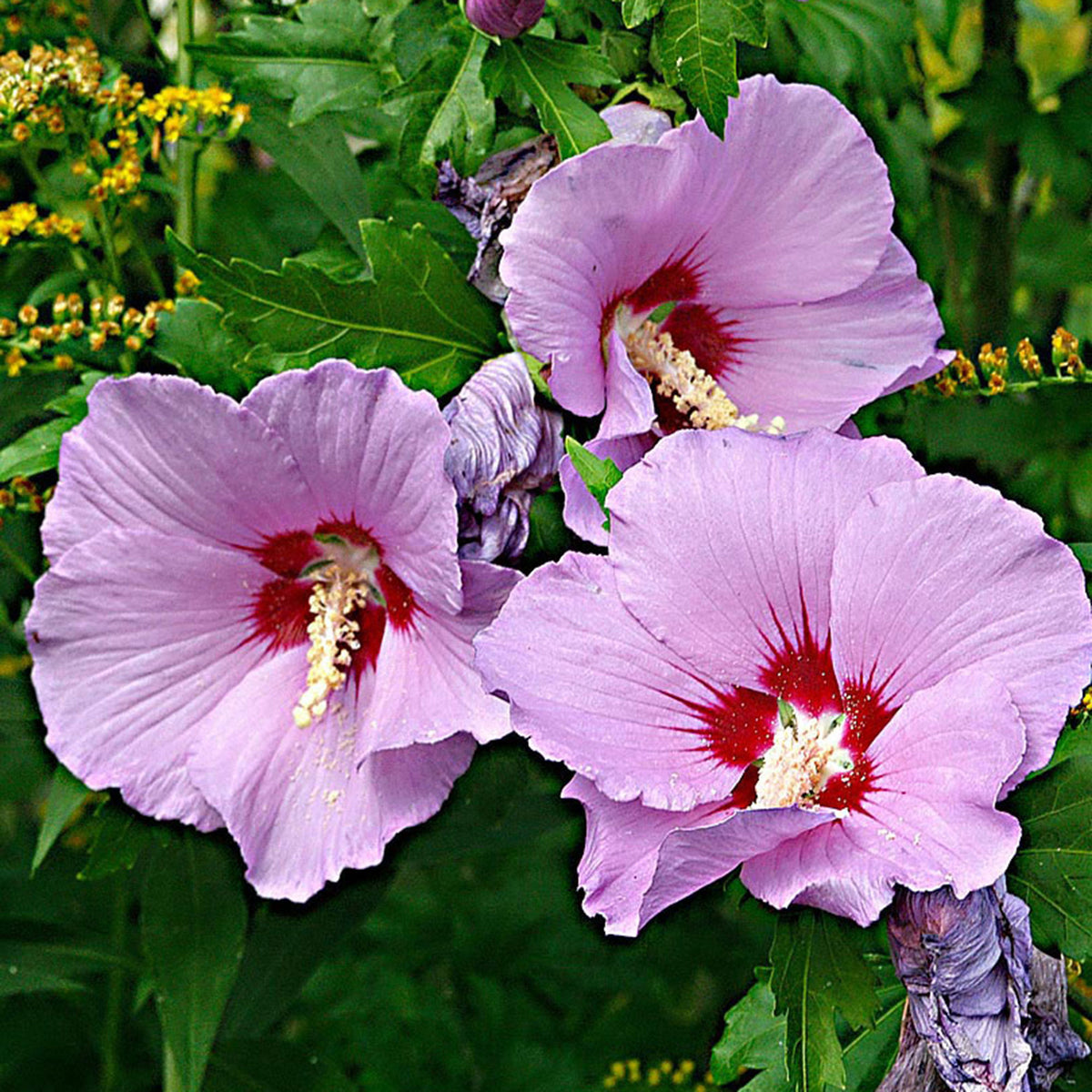 Hibiscus syriacus Pink-Purple - Hardy plant