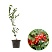 Holly Hedge Ilex aquifolium Red/Green - Hardy plant