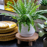 2x Plant stand round brown 20cm & 30cm