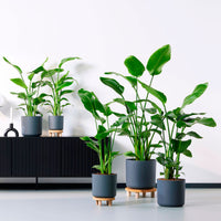 Wooden platform round brown