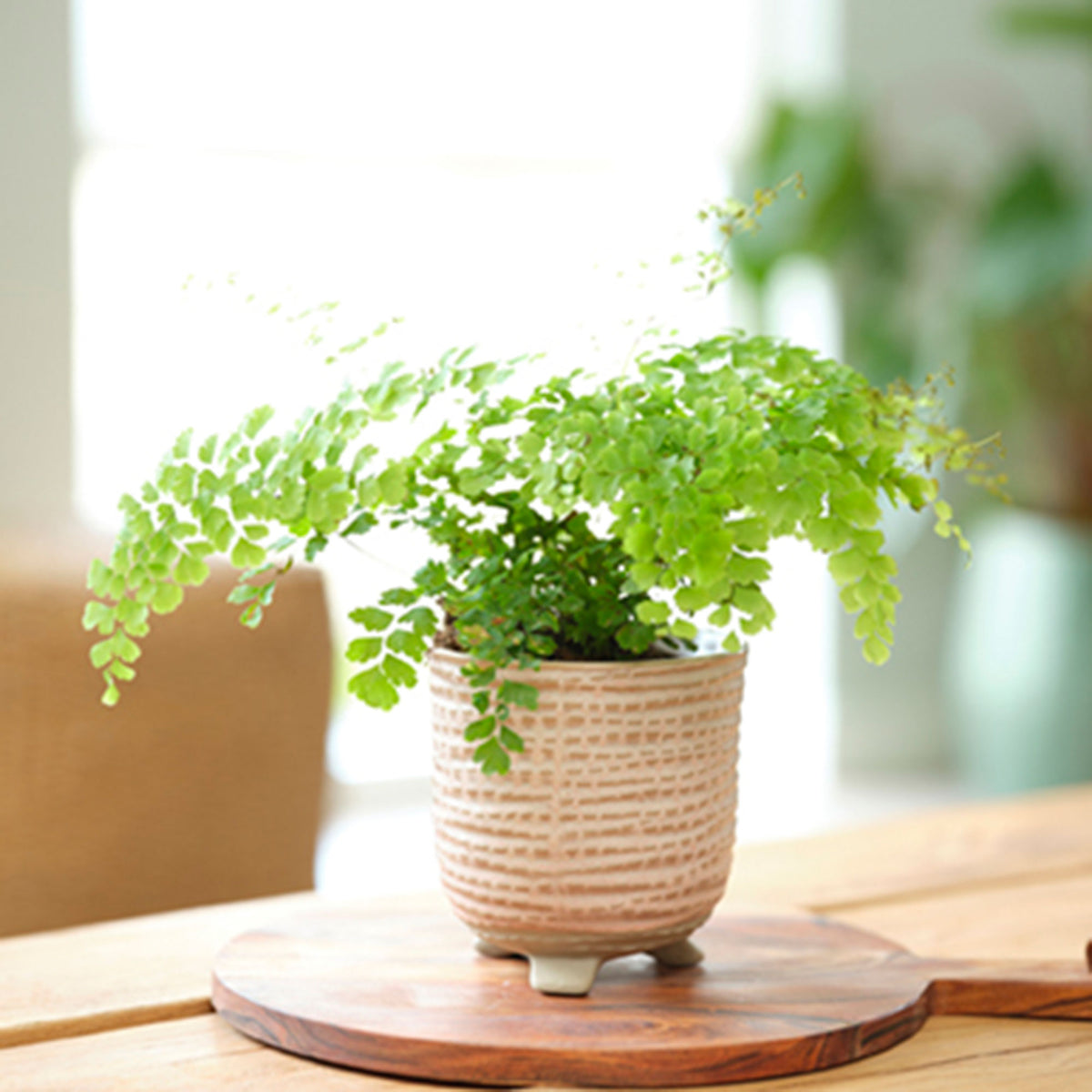 TS Flower pot Saar round pink - Indoor pot