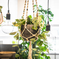 TS Flower pot hanger Macramé cream 125 cm