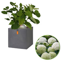 Hydrangea 'Strong Annabelle' White incl. Capi pot Urban smooth grey - Hardy plant