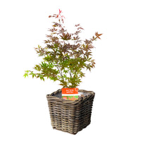 Japanese maple Acer palmatum 'Atropurpureum' including square rattan basket - Hardy plant