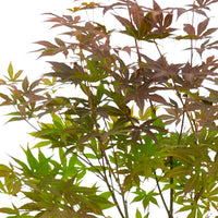 Japanese maple Acer palmatum 'Atropurpureum' including square rattan basket - Hardy plant