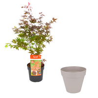 Japanese maple Acer palmatum 'Atropurpureum' including Elho pot Loft urban round grey - Hardy plant