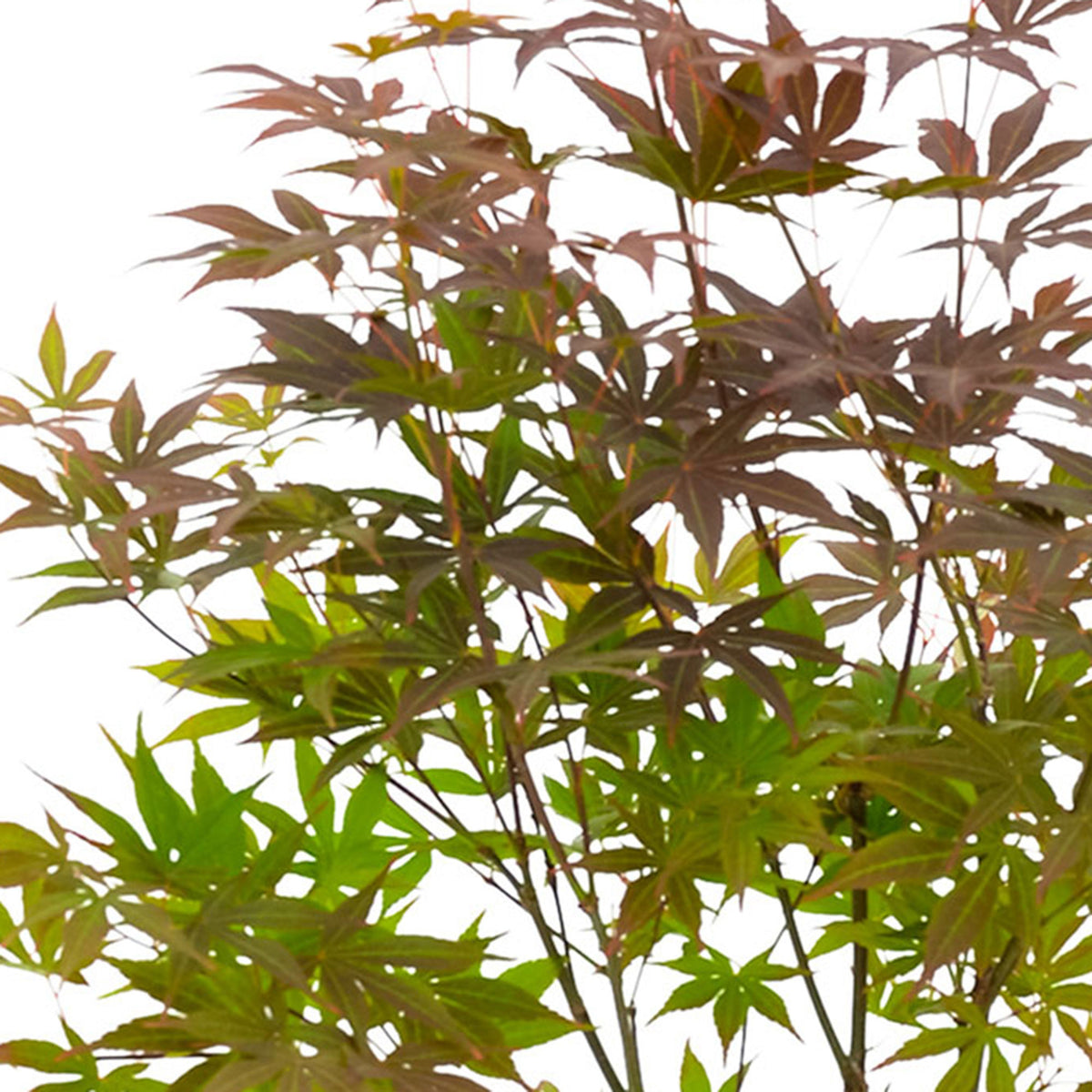 Japanese maple Acer palmatum 'Atropurpureum' including Elho pot Loft urban round grey - Hardy plant