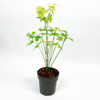 Japanese maple Acer palmatum 'Atropurpureum' including Elho pot Loft urban round grey - Hardy plant
