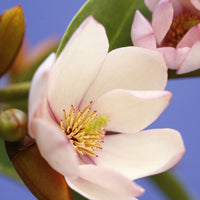 Magnolia Michelia hybride 'Fairy Magnolia Blush' including Artstone pot Bola black - Hardy plant