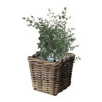 Gum tree Eucalyptus gunnii 'Azura' including square rattan basket - Hardy plant
