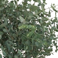 Gum tree Eucalyptus gunnii 'Azura' including square rattan basket - Hardy plant