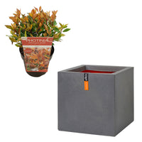 3x Photinia Photinia x fraseri 'Chico' including Capi pot Urban smooth grey - Hardy plant
