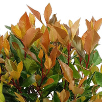 3x Photinia Photinia x fraseri 'Chico' including Capi pot Urban smooth grey - Hardy plant