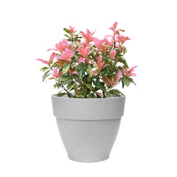 Photinia Photinia serratifolia 'Pink Crispy' including Elho pot Vibia campana grey - Hardy plant