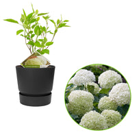 Hydrangea 'Strong Annabelle' White incl. decorative pot - Hardy plant