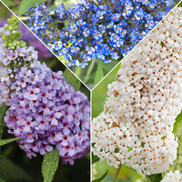 3x Butterfly bush Buddleja 'Lilac Turtle' + 'White Swan' + 'Blue Sarah' blue-purple-white - Hardy plant