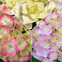 3x Bigleaf hydrangea Hydrangea 3x Hydrangea - Mix 'Doppio Pleasure' pink-purple-white Pink-Purple-White