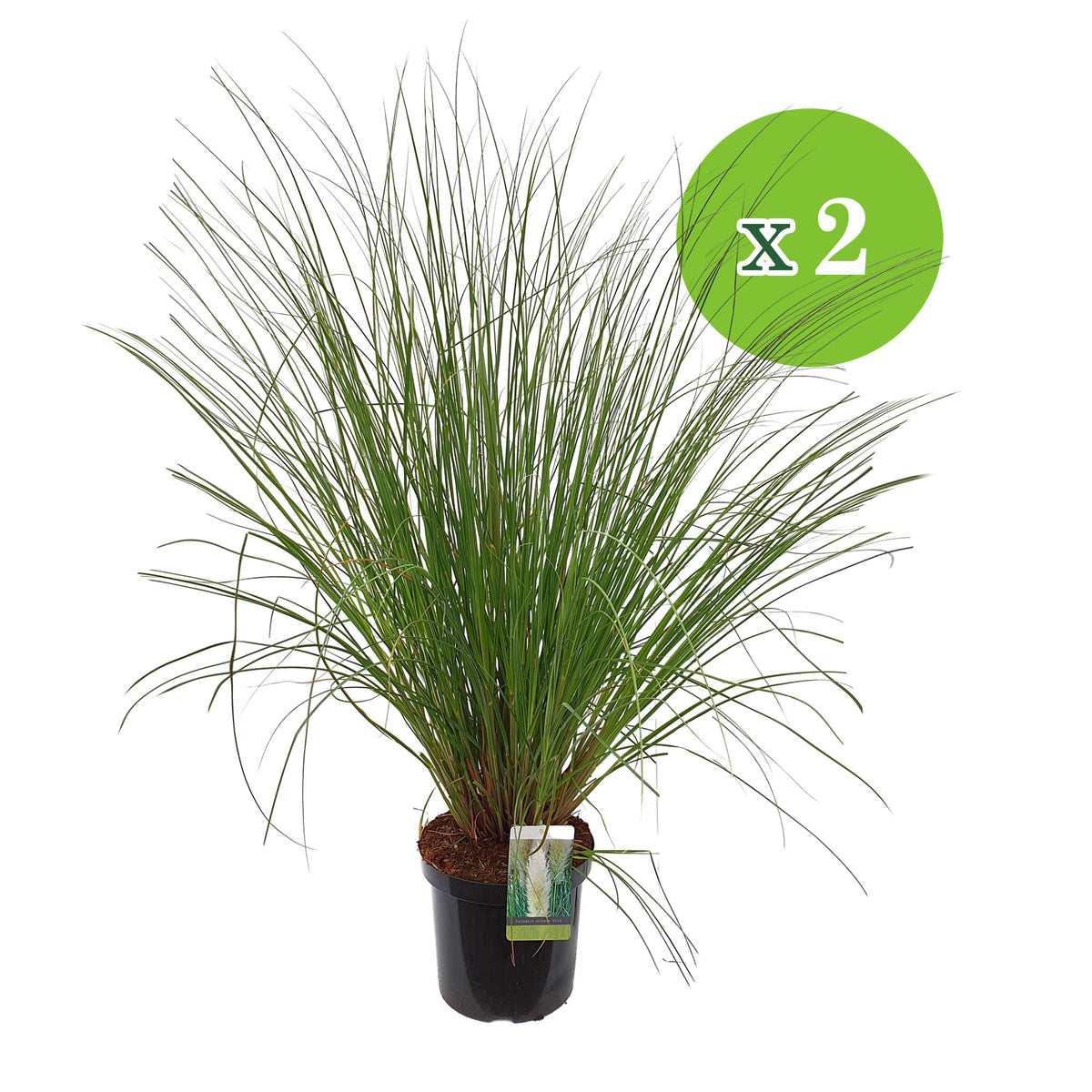 Pampas grass Cortaderia 'Evita' white