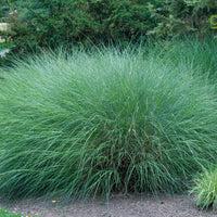 Silvergrass Miscanthus 'Gracillimus' white