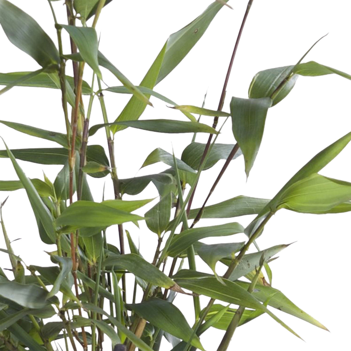 Giant bamboo Phyllostachys 'Aureocaulis' yellow