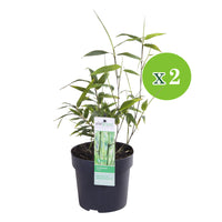Bamboo phyllostachys bissetii green