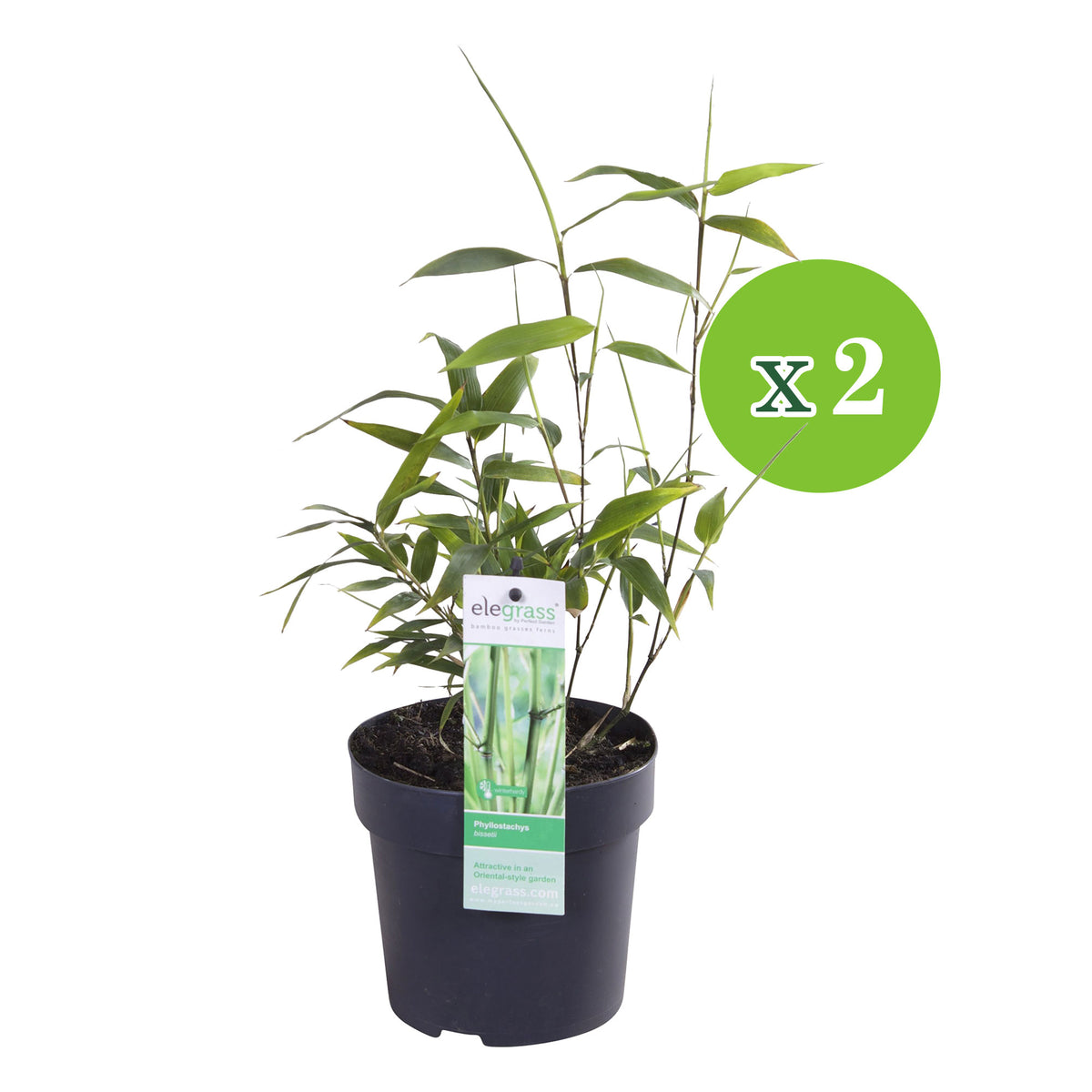 Bamboo phyllostachys bissetii green