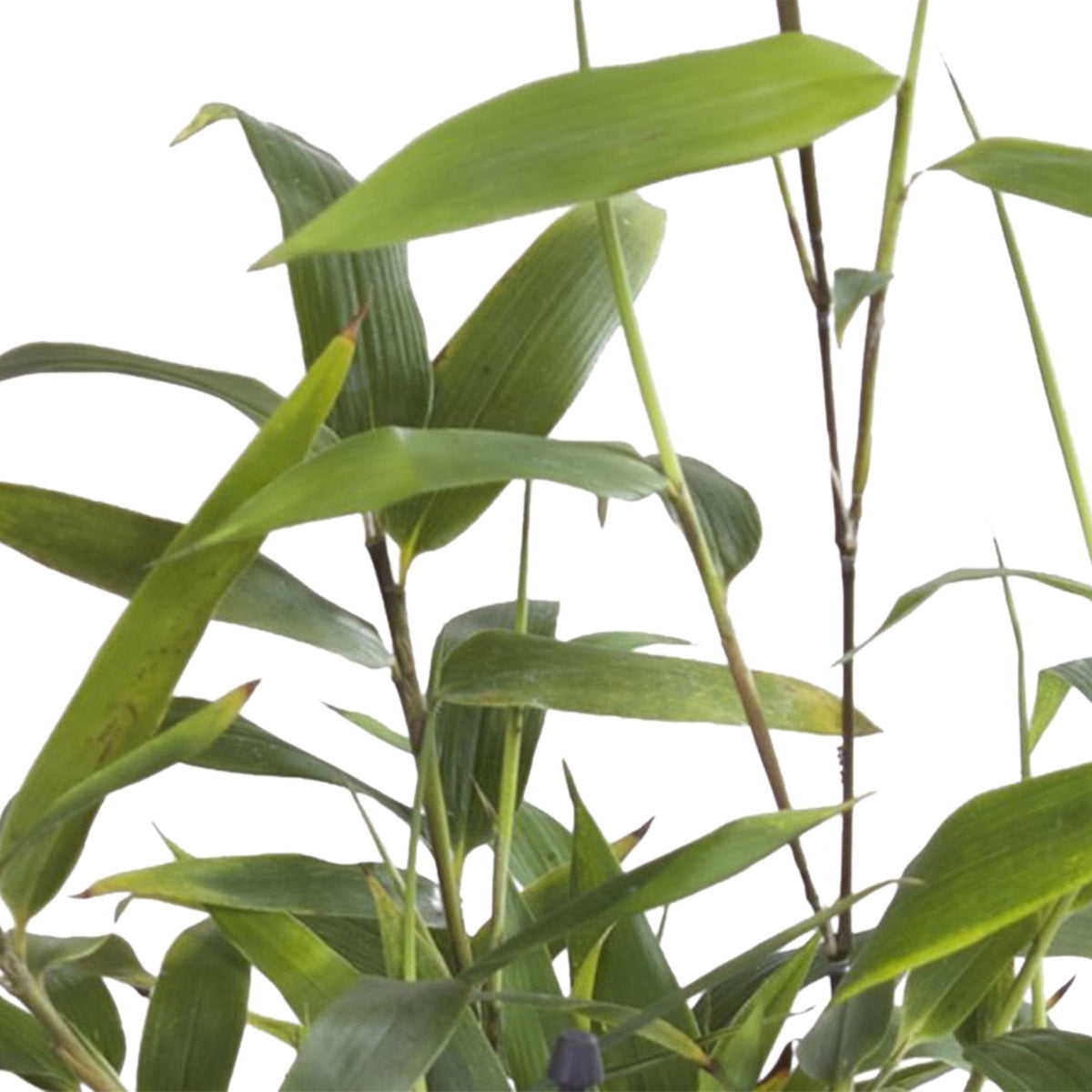 Bamboo phyllostachys bissetii green