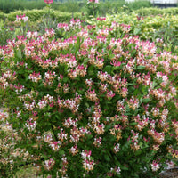 Honeysuckle Lonicera 'Imperial' red-white